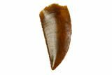 Serrated, Raptor Tooth - Real Dinosaur Tooth #144654-1